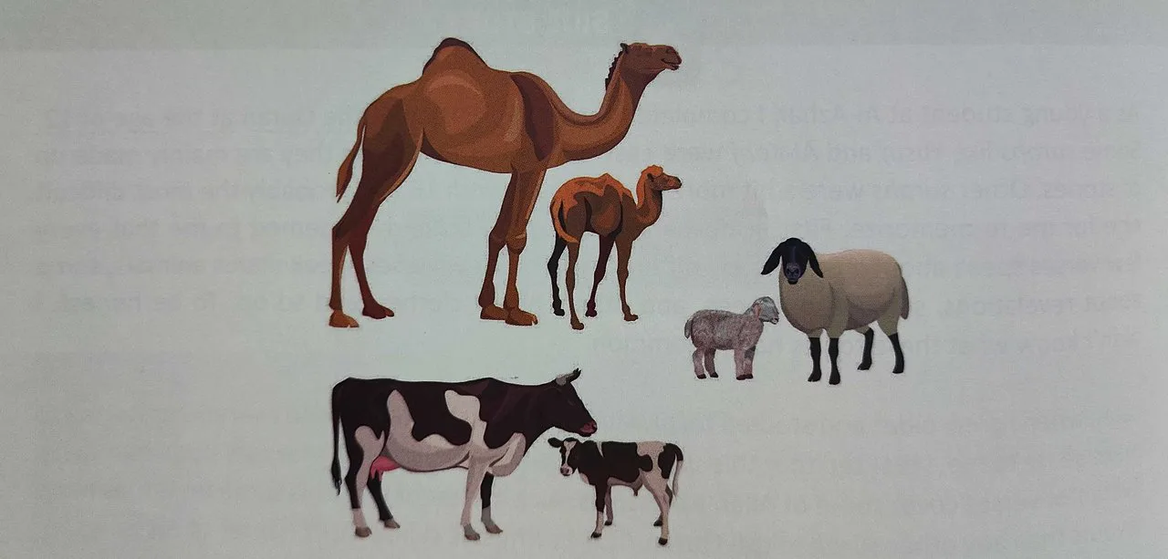 Illustration