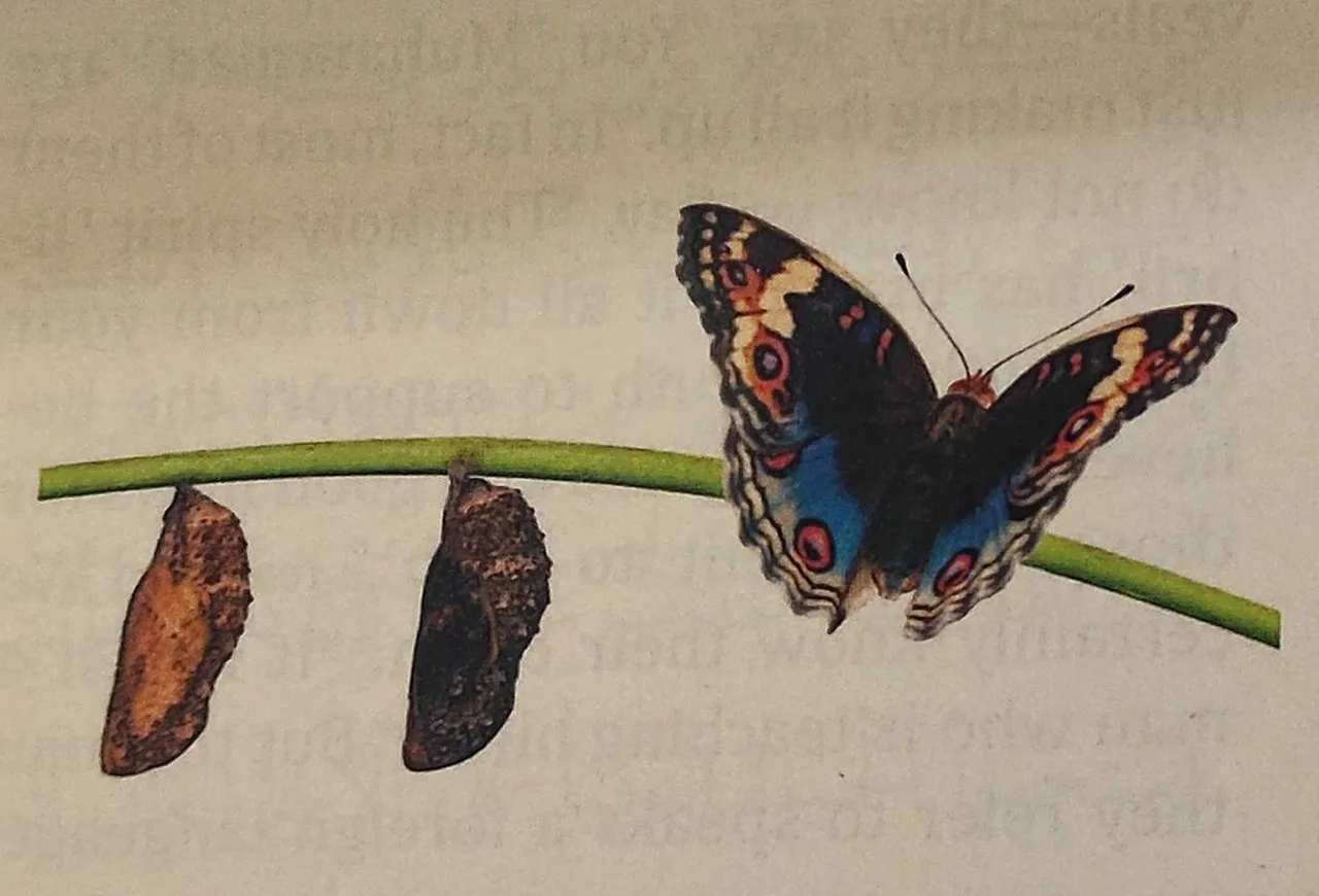 Illustration