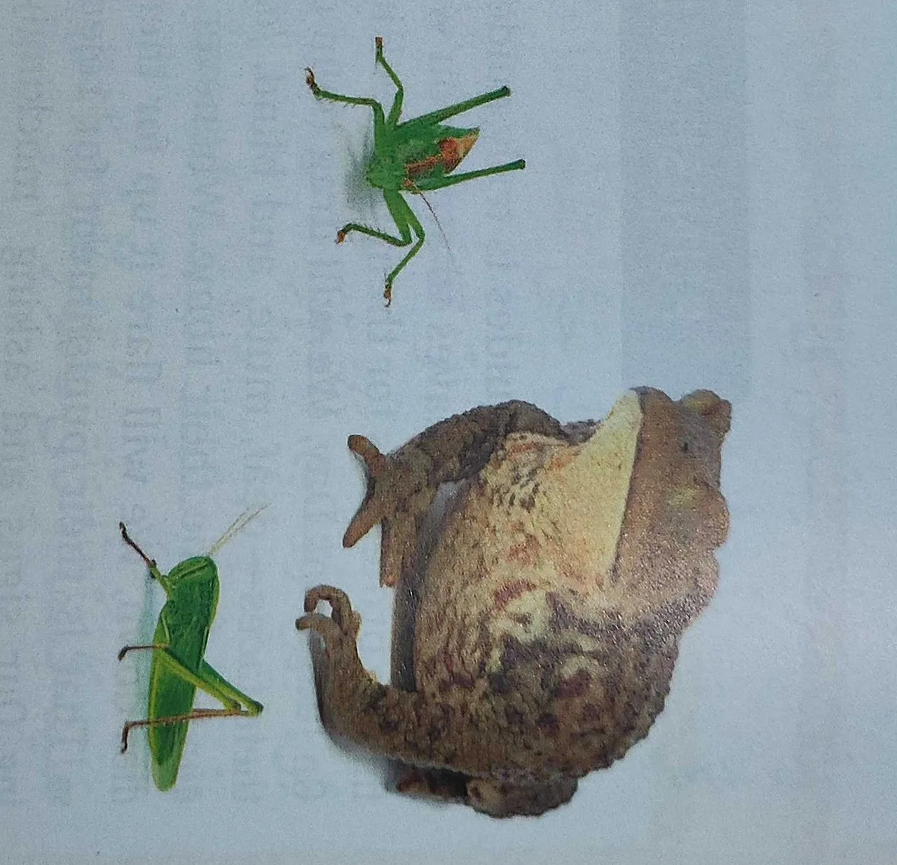 Illustration