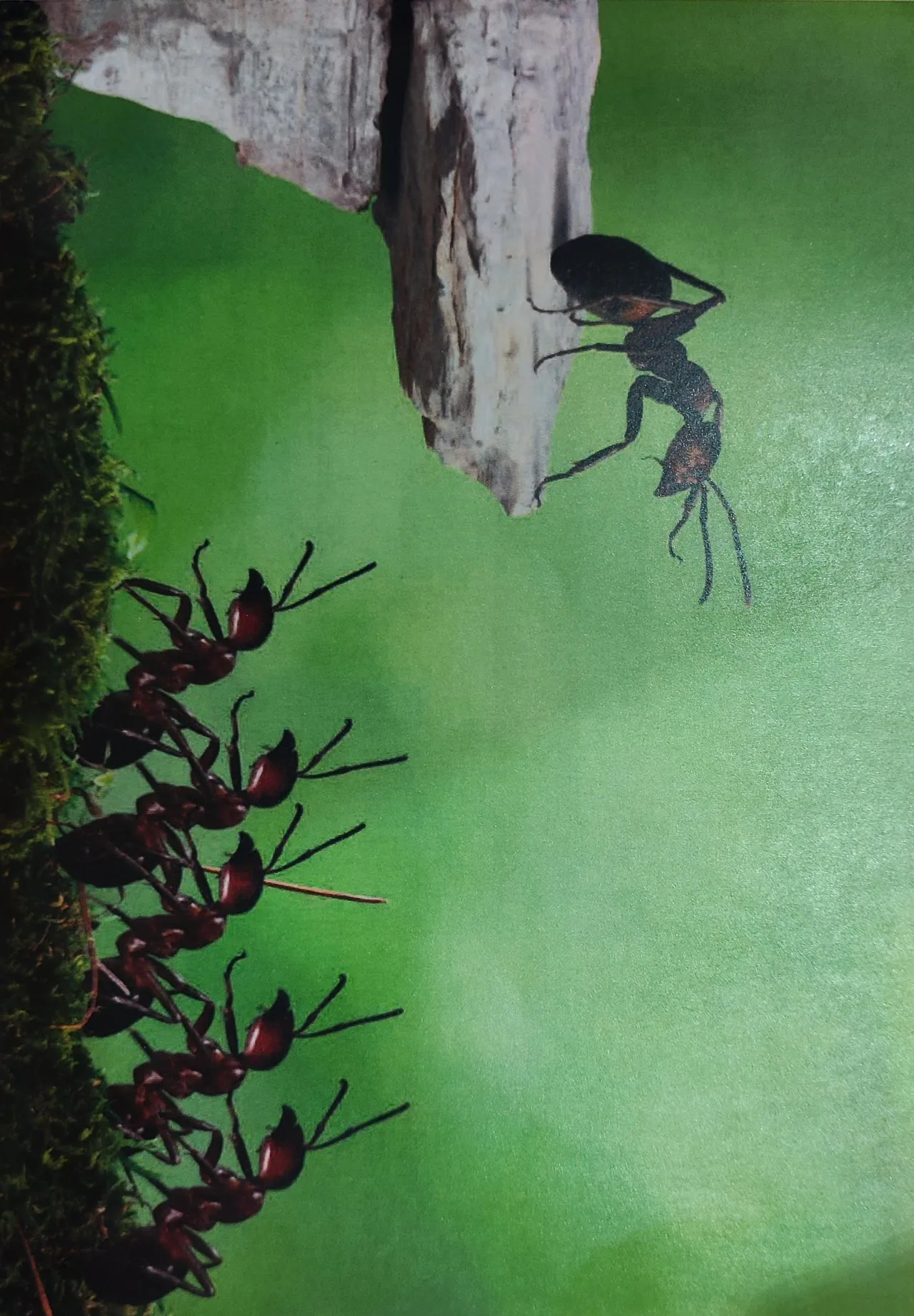 Illustration