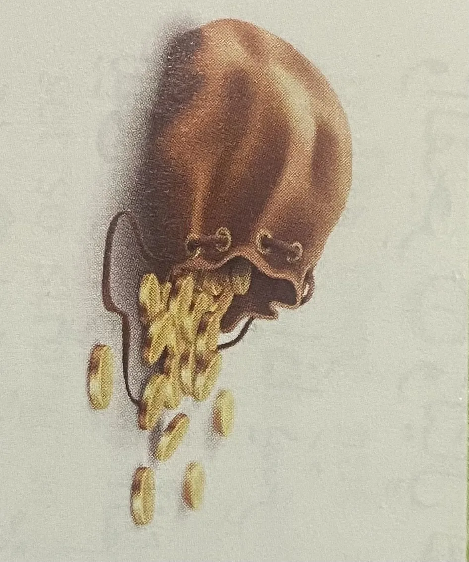 Illustration